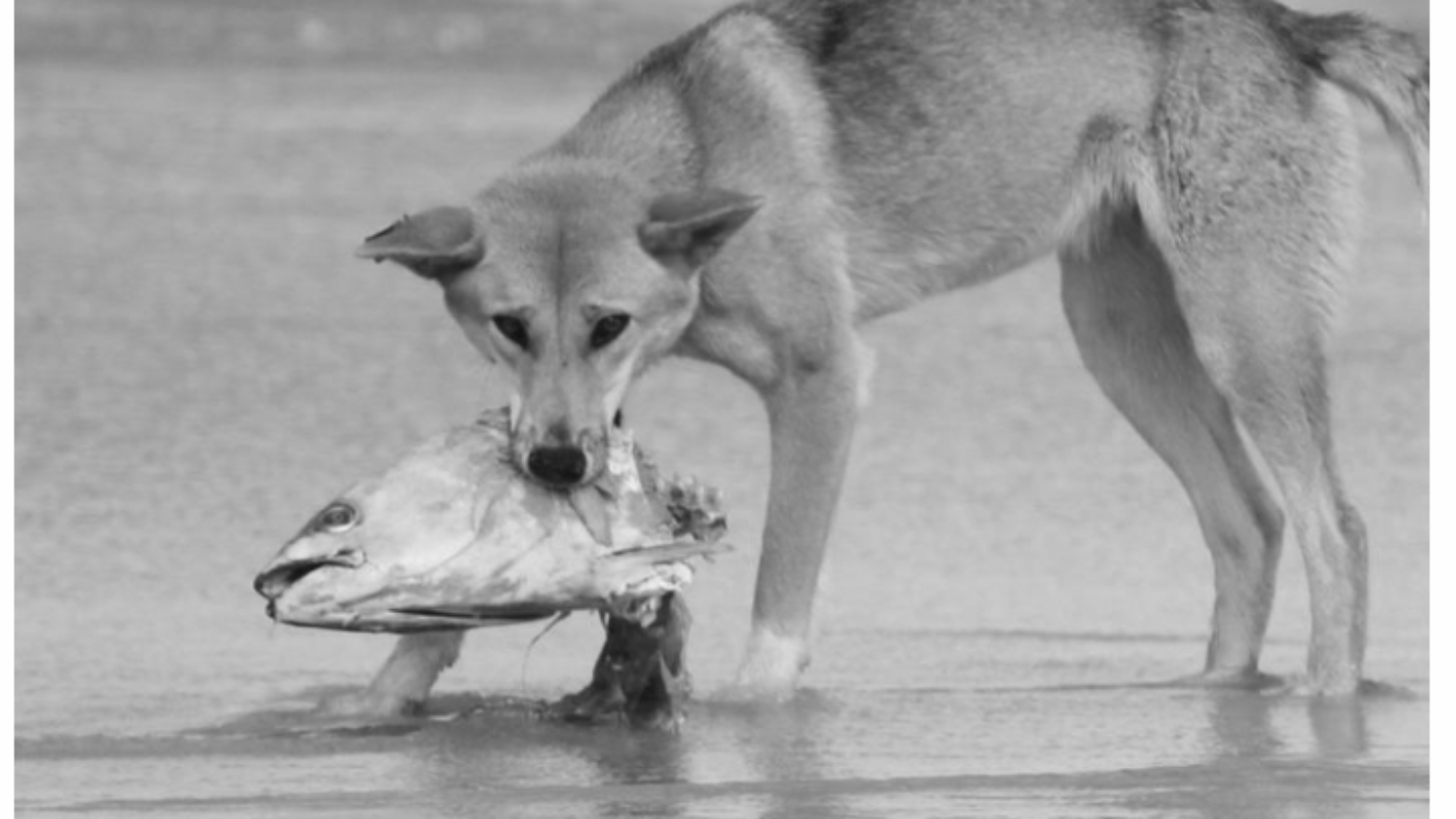 dingo-on-beach-pic